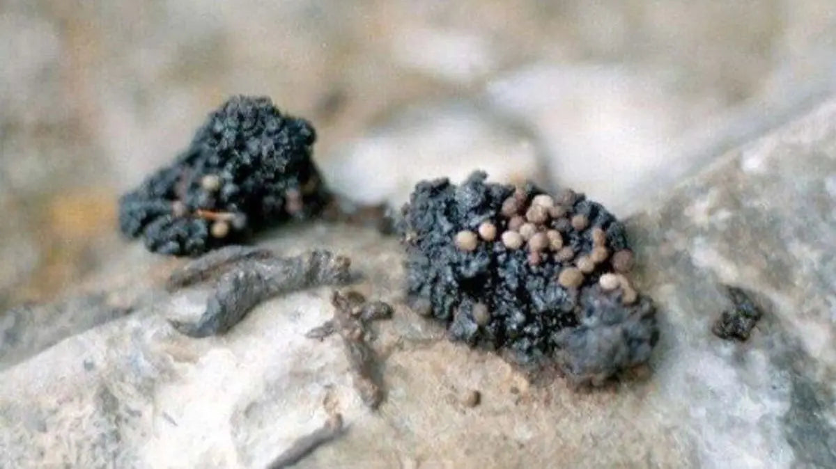 Shilajit-Qualität: Ein Leitfaden für Verbraucher HimalayaKraft